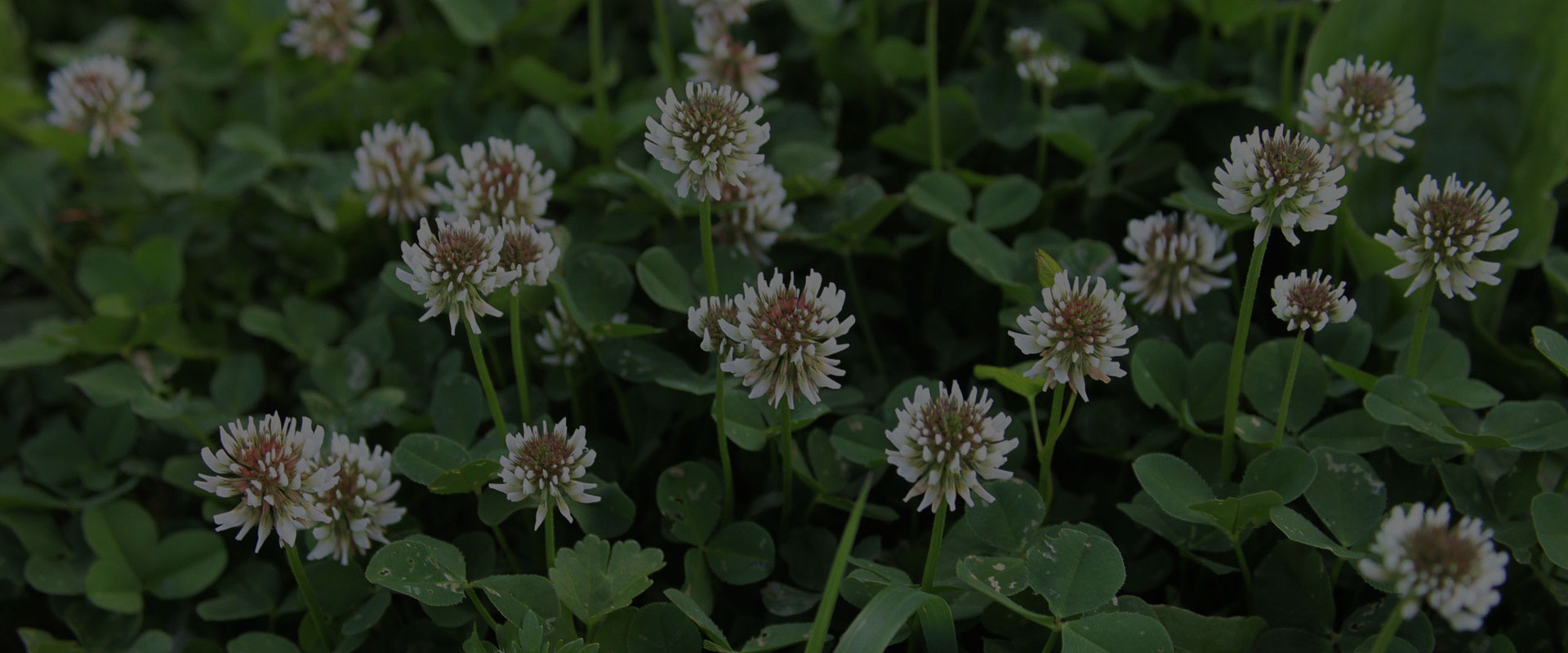 berseem-clover-star-seed-inc